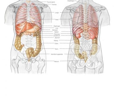 PARTE 1 CAVIDADES DO CORPO