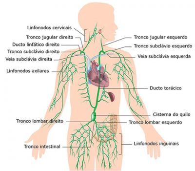 PARTE 3 SISTEMA LINFÁTICO